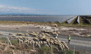 IC Enterra Yenilenebilir Enerji  Erzin-2 GES’te "Güneş Otlatma" D...