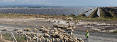 IC Enterra Yenilenebilir Enerji  Erzin-2 GES’te "Güneş Otlatma" Dönemini Başlattı